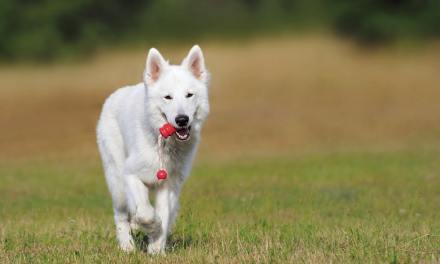 4 Tips to Buying Popular Dog Toys In 2019