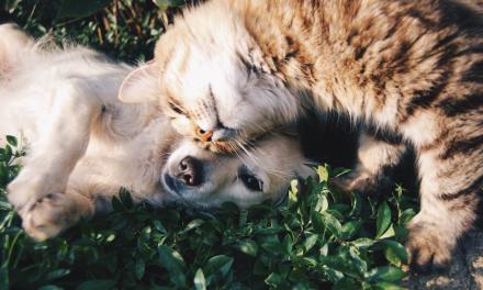 Why you Might Qualify for an ESA: Emotional Support Animals