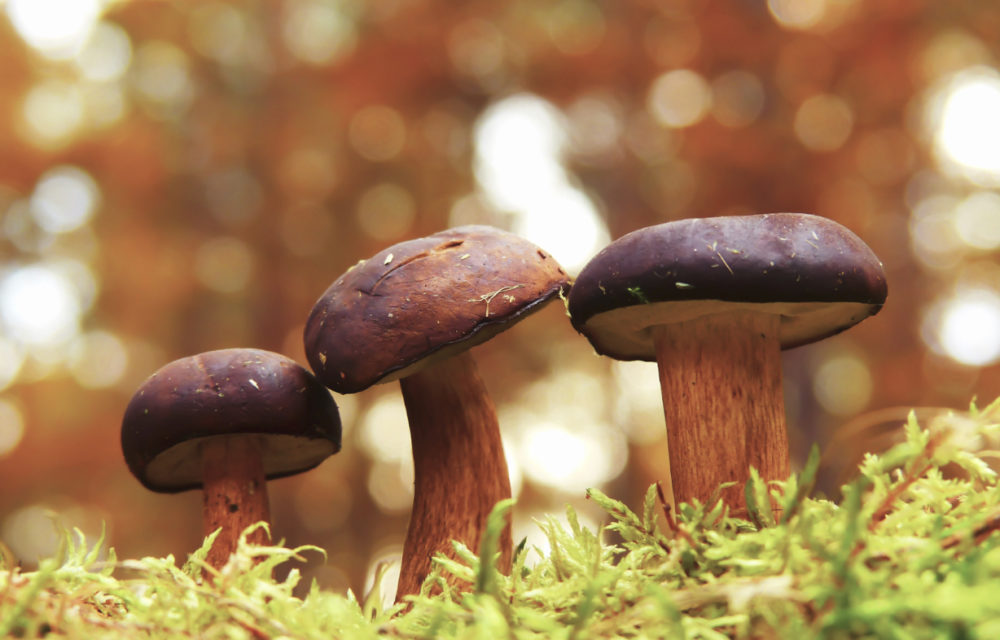 Harnessing the Power of Mushroom Grow Bags for Abundant Home Cultivation
