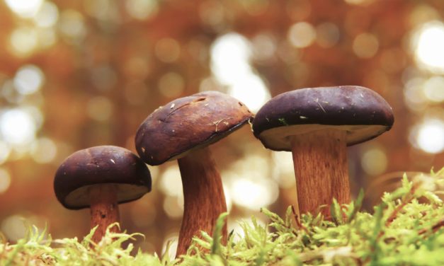 Harnessing the Power of Mushroom Grow Bags for Abundant Home Cultivation