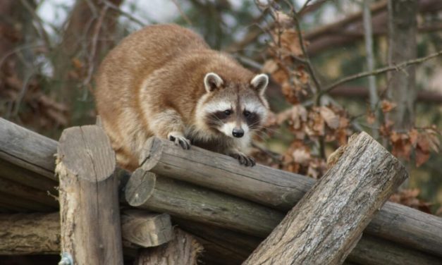 How to Safeguard Your Home from Raccoon Intrusions