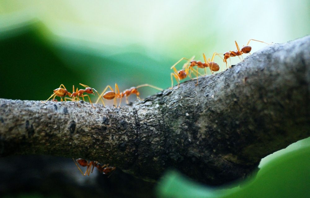 4 Ways to Get Rid of Fire Ants Using Home Remedies